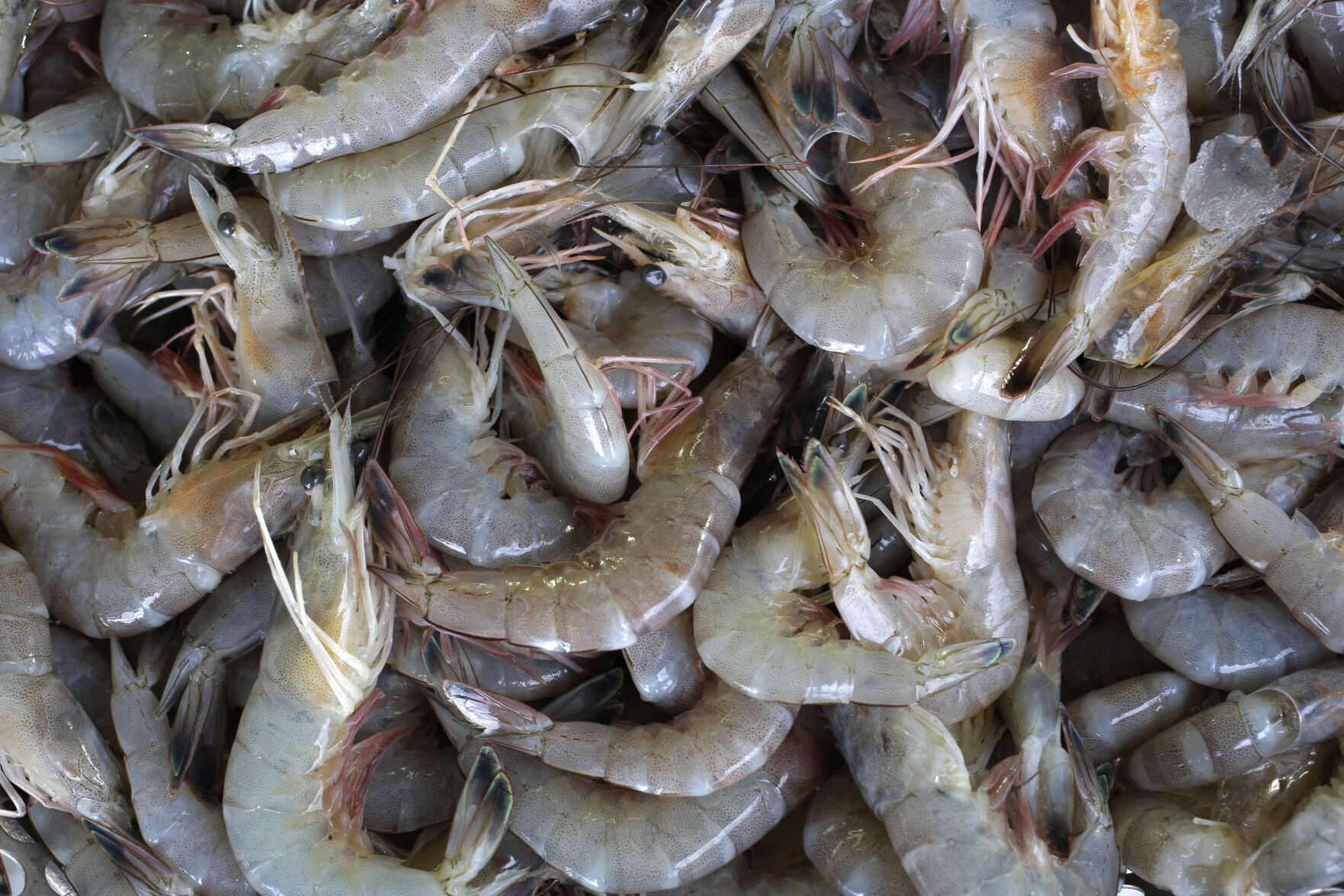 AP finds grueling conditions in Indian shrimp industry that report calls 'dangerous and abusive'